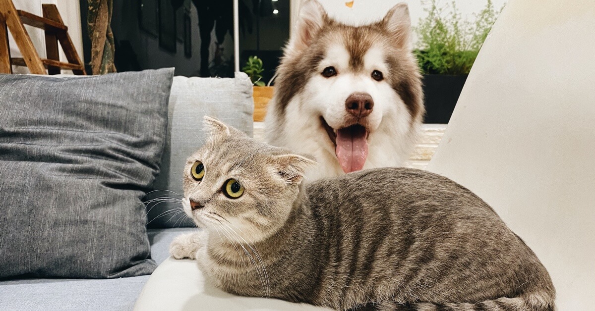 How Does Pet Insurance Work? Here’s Your Ultimate Guide • Lemonade