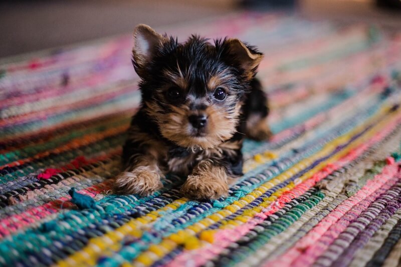 cost of owning dog
