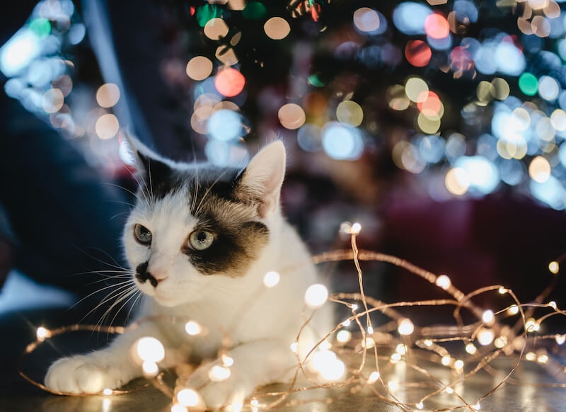 cat gift
