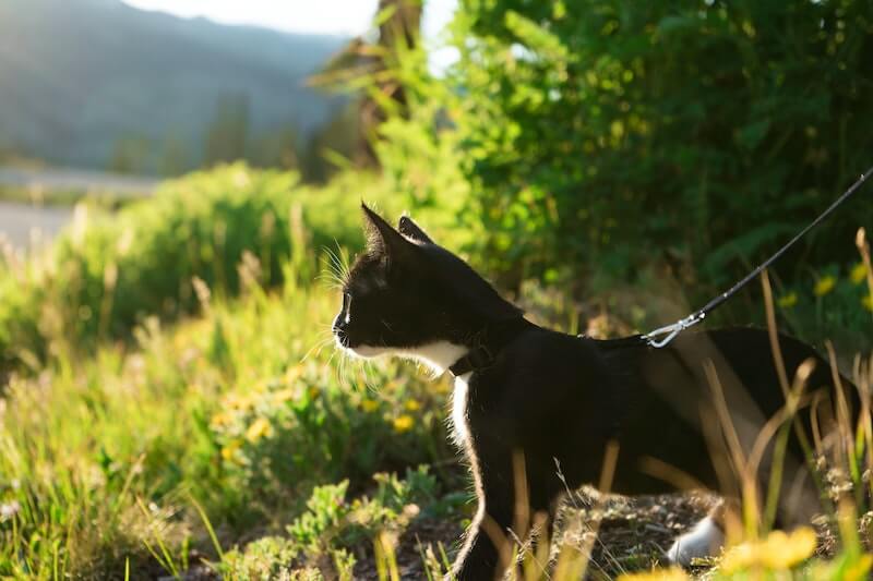 The list of 9 pet insurance colorado 2 Pet Insurance in Colorado • Cover your pet with Lemonade