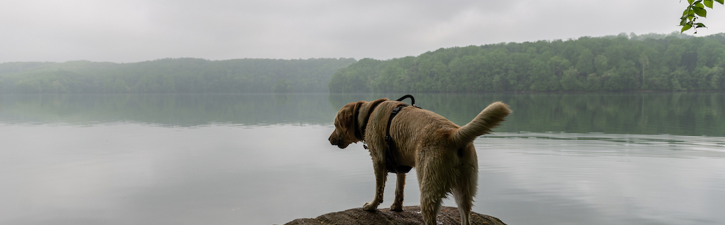 Pet Insurance in Maryland • Cover Your Pet With Lemonade