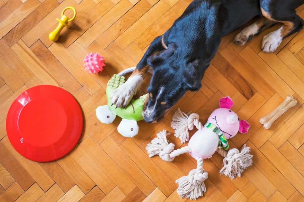 how to introduce a new puppy to your dogs