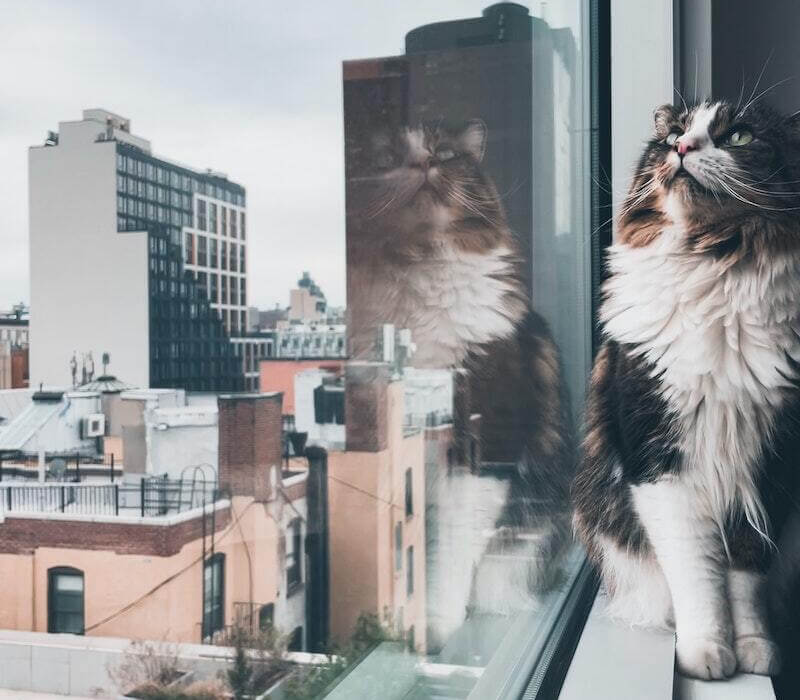 Top 20+ pet insurance new york 1 New York Pet Insurance Guide