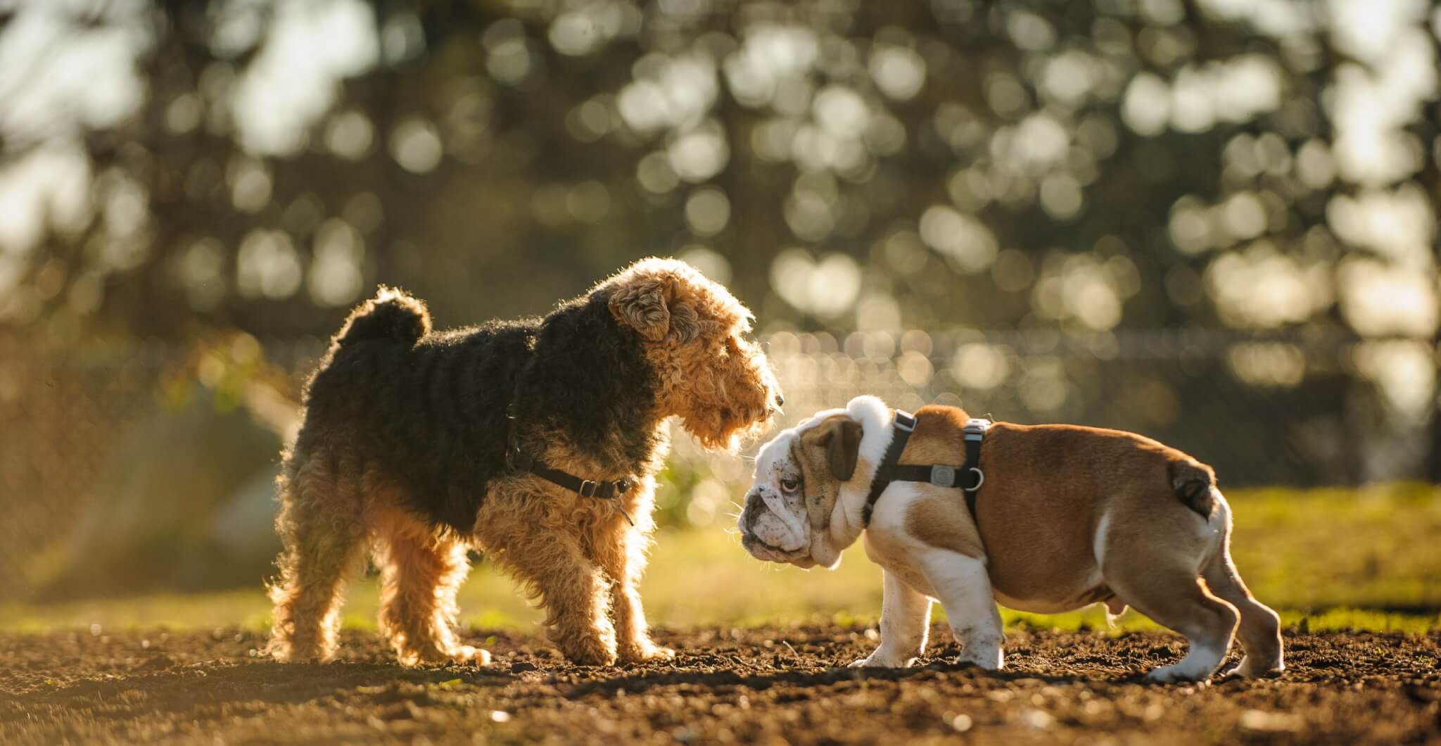 Top 6 pet insurance michigan 3 Pet Insurance in Michigan • Cover Your Pet With Lemonade