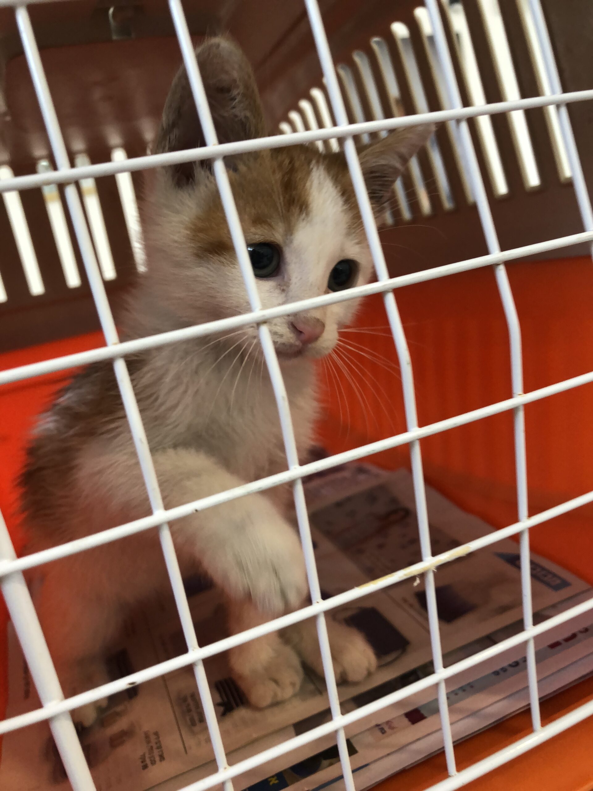 How often should I take my kitten to the vet?
