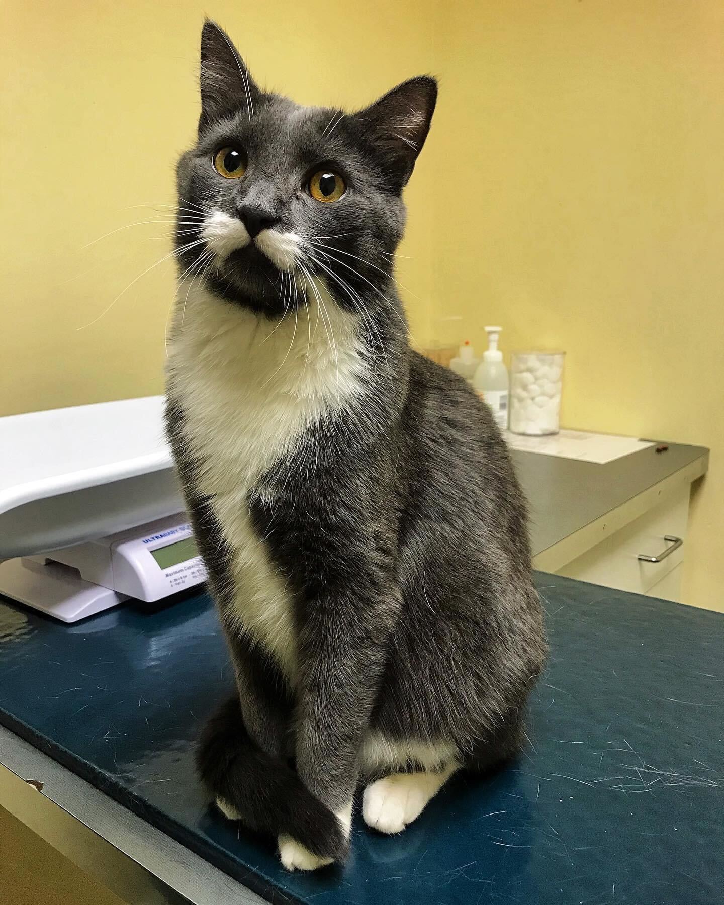 How can I keep my cat calm at the vet?